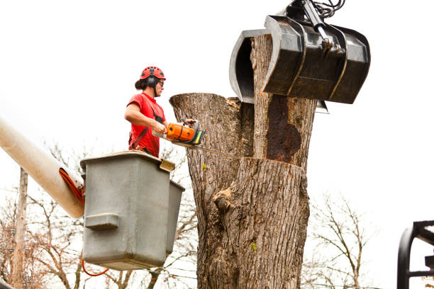 How Our Tree Care Process Works  in  Woodville, OH